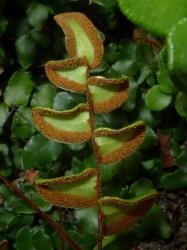 Pellaea calidirupium. Abaxial surface of fertile frond showing over-mature sori continuous around the lamina margins.
 Image: L.R. Perrie © Leon Perrie CC BY-NC 3.0 NZ